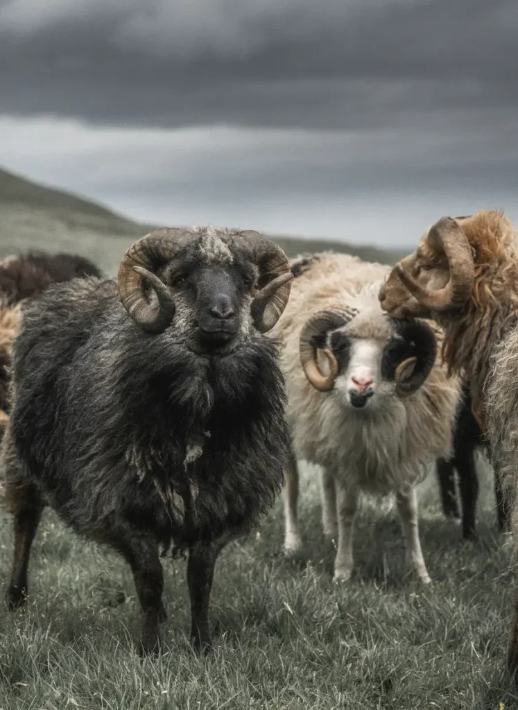 Sheep grazing on green hillside in the Faroe Islands
