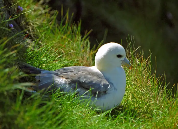 Northern-Fulmar Seabird resting in tall green grass on a sunny day
