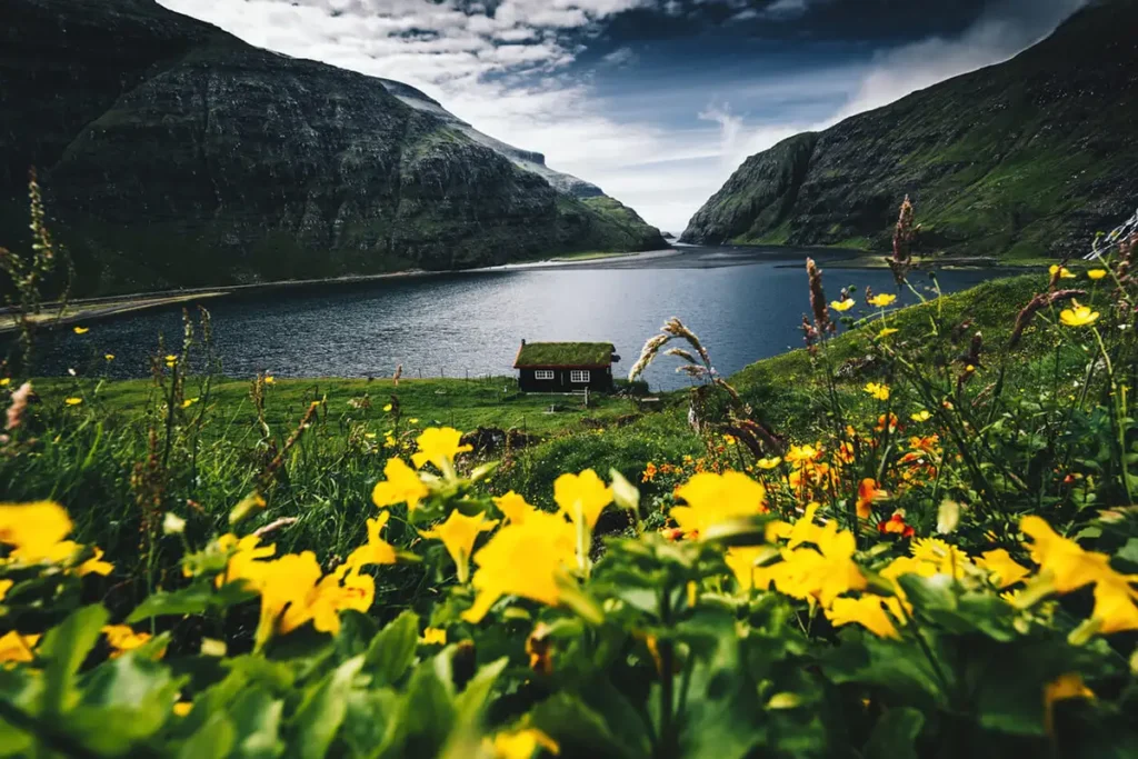 Saksun-Lake Scenic Faroese landscape with a grass-roof house, yellow wildflowers, mountains, and a fjord