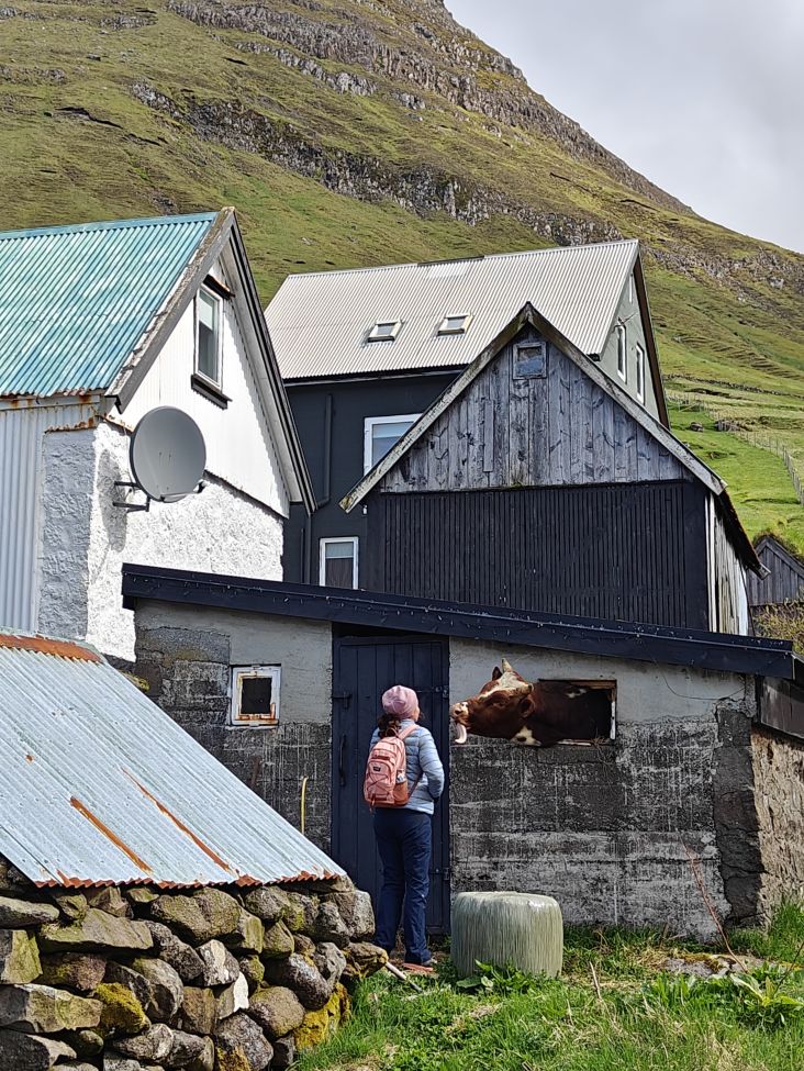 Greeting a cow near a farmhouse in Kunoy Faroe Islands