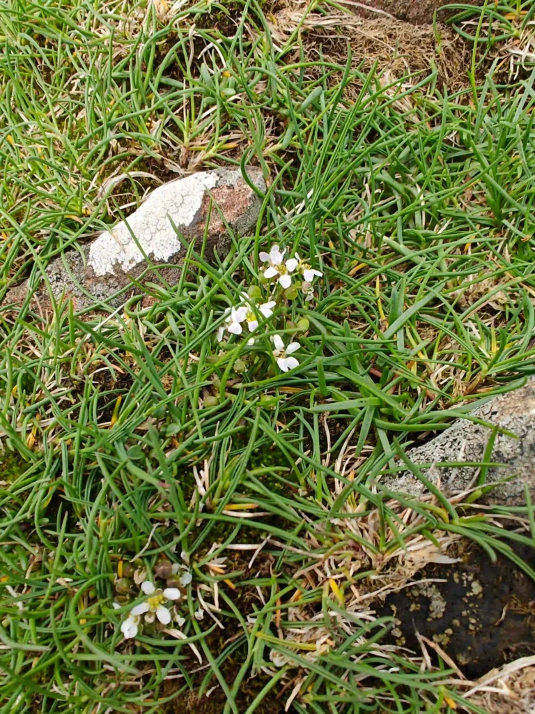 Wild coastal flower growing among grass in the Faroe Islands