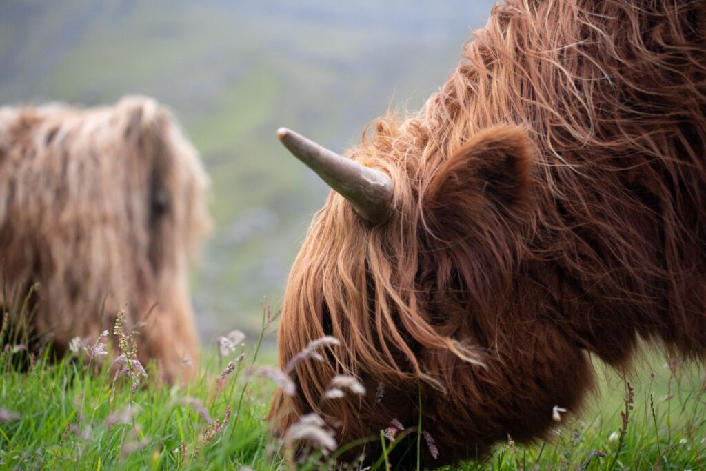 Highland cow grazing in a field in the Faroe Islands